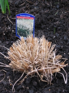 Pennisetum 'Hamlin' - a warm season grass. Cut back to 3" in late spring after frost has passed, for that hedgehog look! 