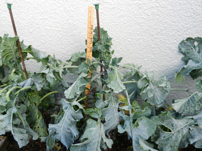 Purple sprouting broccoli almost 3' high