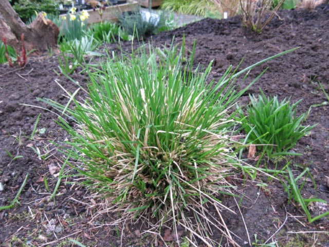 What Happens If You Don T Cut Back Ornamental Grasses? 
