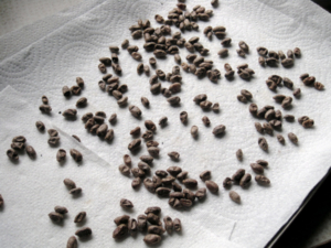 Mason-Bees-On-Tray