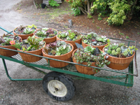 succ pots on wagon 200px