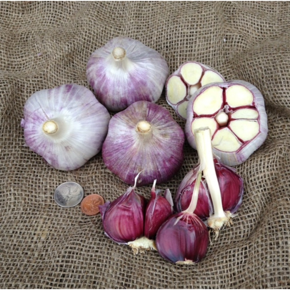 Garlic – The Great Traveler | Russell Nursery