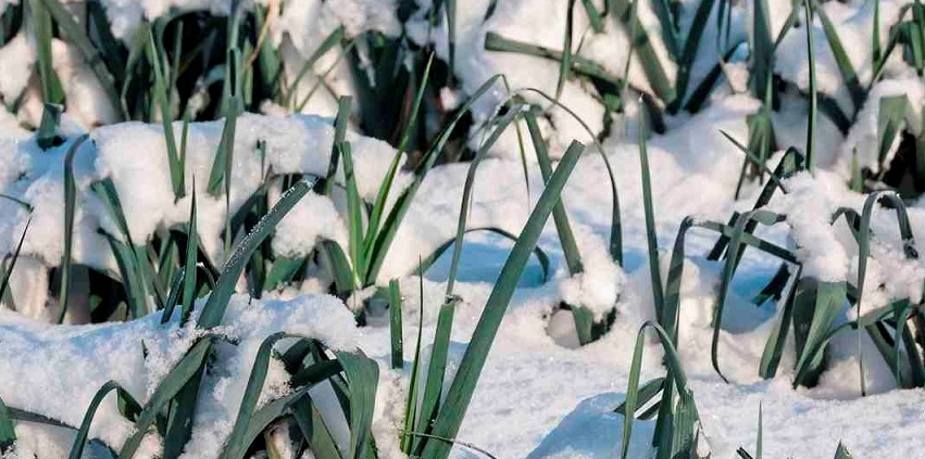 Leeks in snow