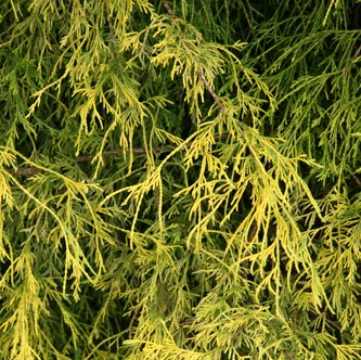 chamaecyparis pisifera aurea