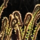 backlit fern