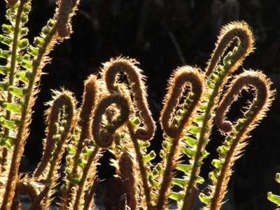 backlit fern