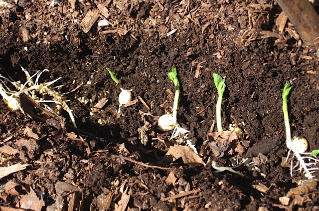 pea seedlings in trench