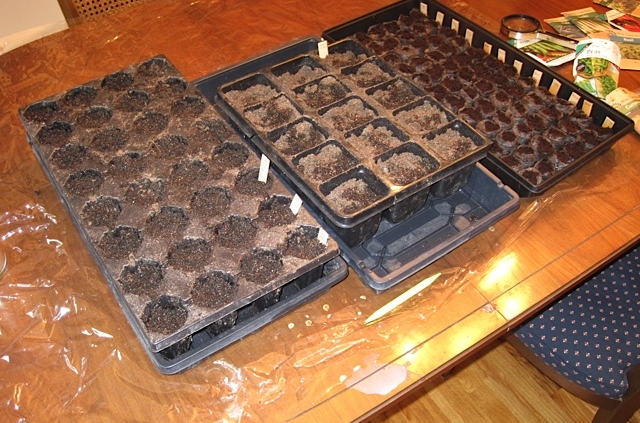 seeds in trays