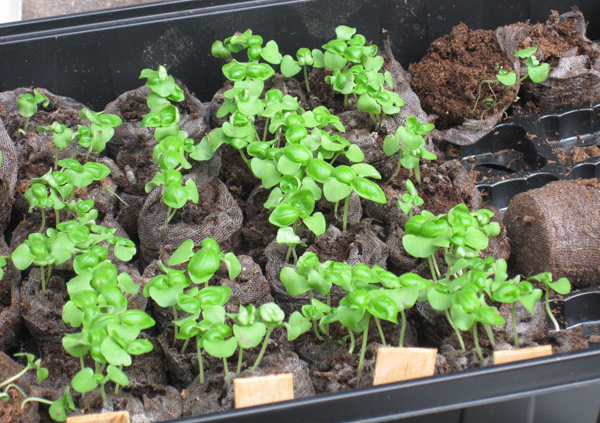 Potting On The Tomato And Basil Seedlings Russell Nursery