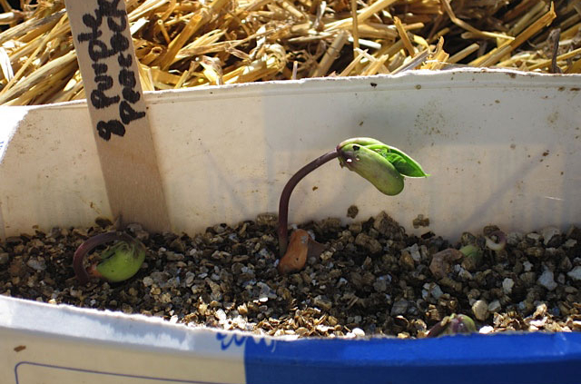 bean sprouting close up1