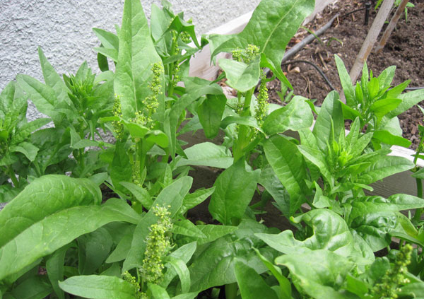 spinach bolting to seed