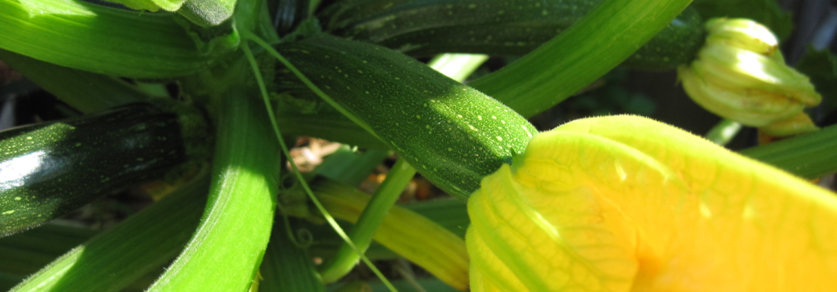 female zucchini flower