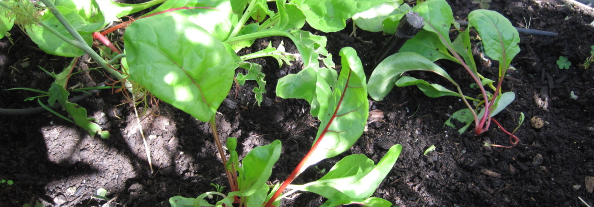 swiss chard seedling