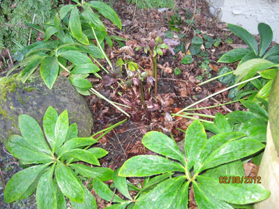 hellebores needing cutting