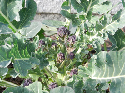 purple sprouting broccoli