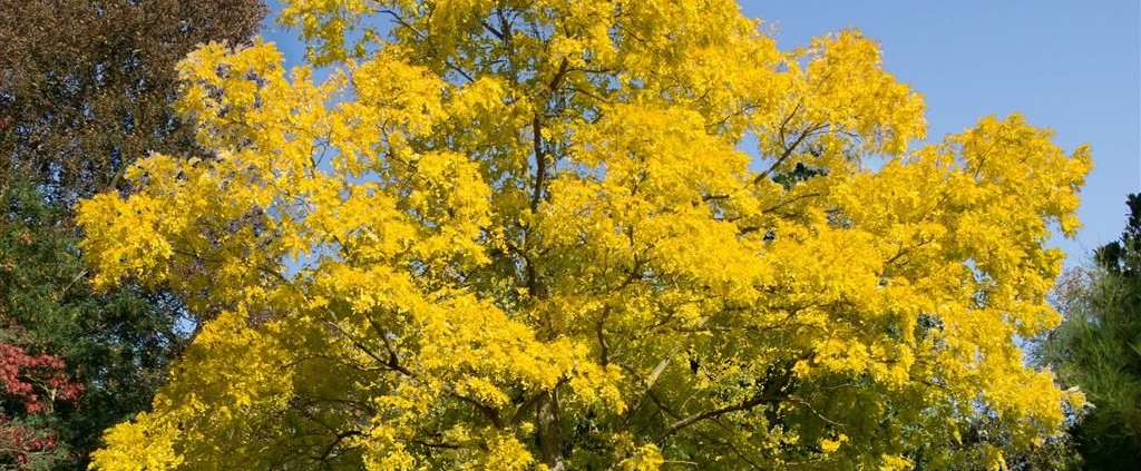 Robinia pseudoacacia Frisia