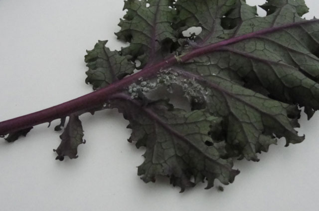 kale leaf with aphids