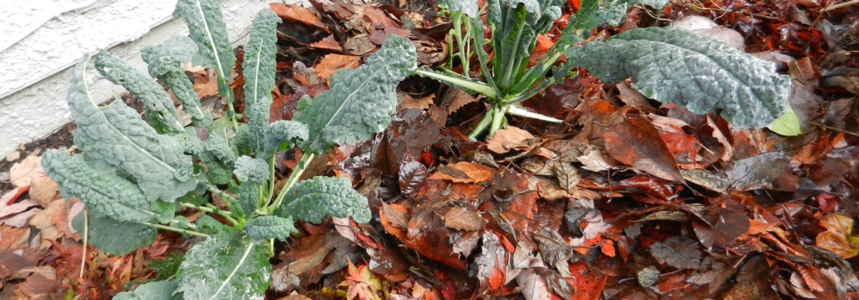 kale mulched for winter scaled