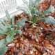 kale mulched for winter scaled