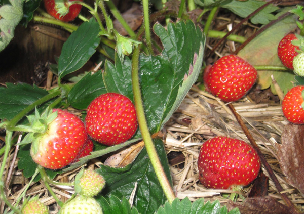 Tristar strawberries