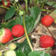 Tristar strawberries