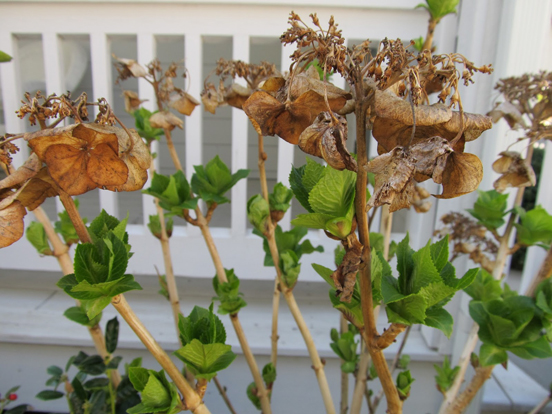 big fat hydrangea buds