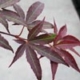 acer palm. red emperor