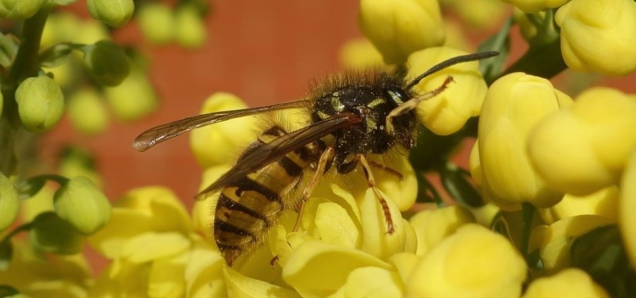 Bee on Mahonia