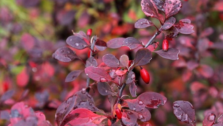 Berberis