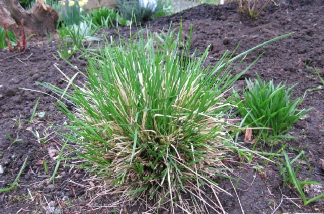 Deschampsia cespitosa