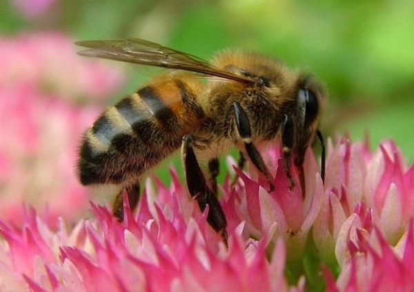 Mason bee