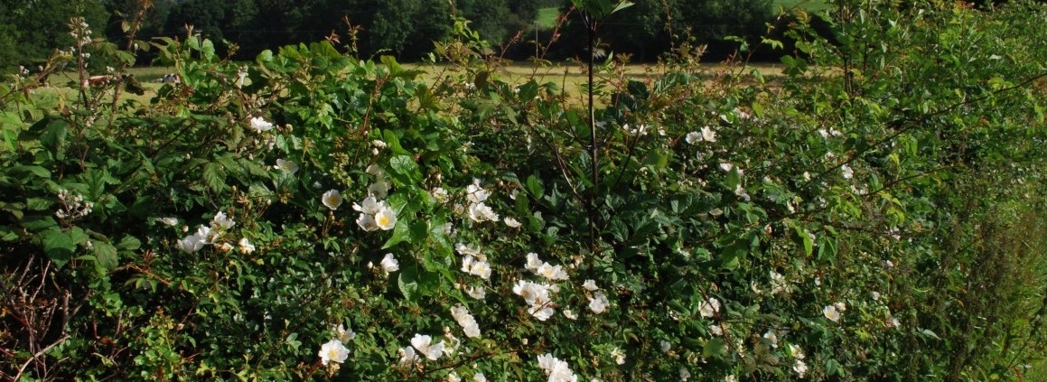 Plant a Hedge Row Not a Hedge Russell Nursery