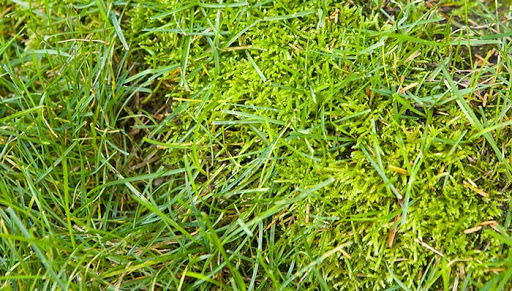 Controlling moss shop in lawns