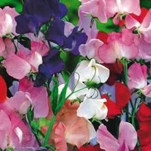 Sweet Peas - Royal Family