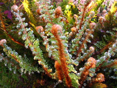 Soft Shield Fern w