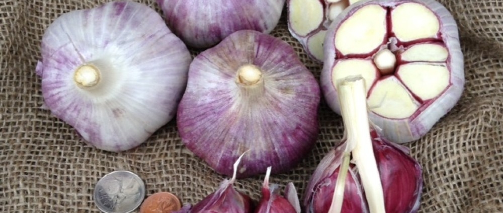 Red Russian Garlic