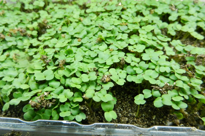 arugula seeds 48