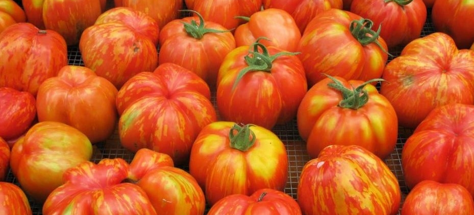 Striped Cavern tomato