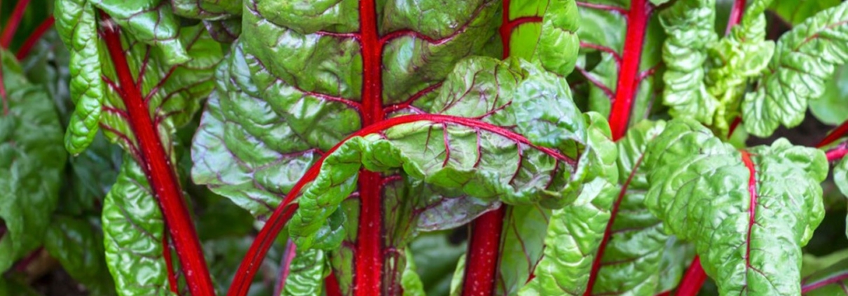 Swiss Chard