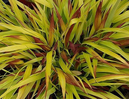 Hakenochloa SunFlareb