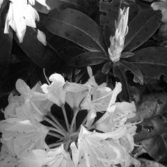 Rhodo flower and leaf shoot