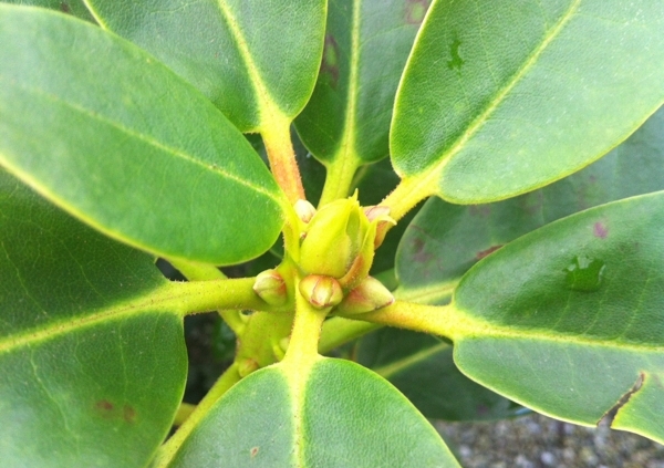 Rhodo flower and leaf buds