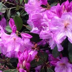 NZrhodo