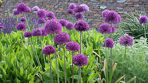 allium purple sensation