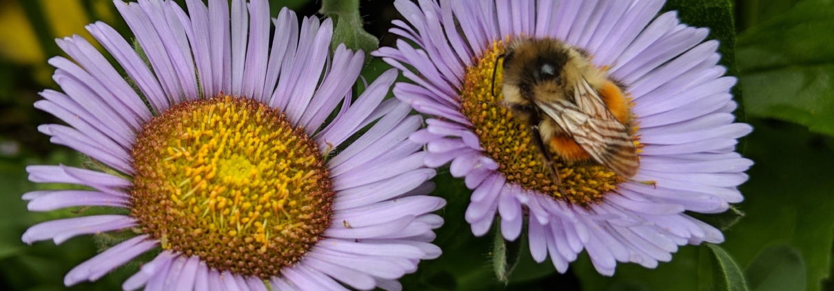 Bee napping on flower scaled