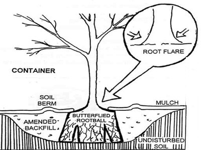 Tree flare diagram