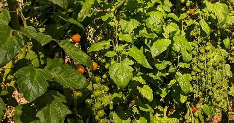 Tomato plants