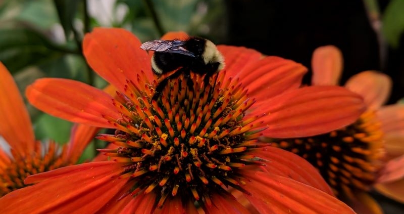 Bee on Echinacea