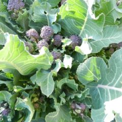 Purple Sprouting Broccoli Ready to Harvest