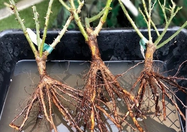 Planting Guide for Bare Root Roses | Russell Nursery